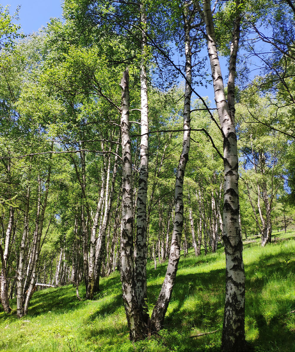 Piccolo bosco di betulle nella zona del Colle Bione